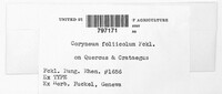 Coryneum foliicola image